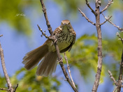 Brown thrasher