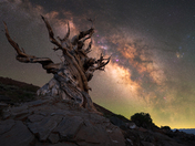 Ancient Bristlecone Pine Forest