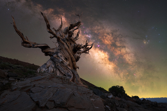 Ancient Bristlecone Pine Forest