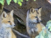 Fox kits