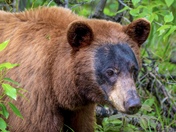 Cinnamon Bear