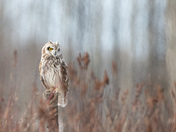 Short-eared Owl