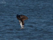 Osprey Diving