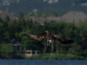 Osprey Diving