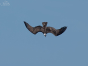 Osprey Diving