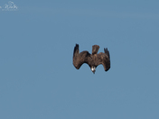 Osprey Diving