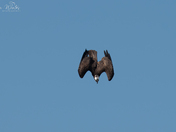 Osprey Diving