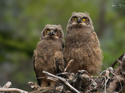 Great Horned Owlets