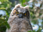 Great Horned Owlets