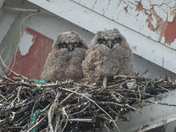 Great Horned Owlets