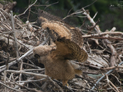 Great Horned Owlets