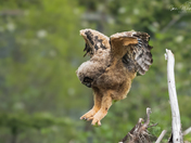 Great Horned Owlets