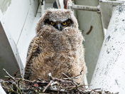 Great Horned Owlets