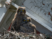 Great Horned Owlets