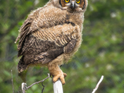 Great Horned Owlets