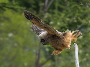 Great Horned Owlets