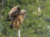 Great Horned Owlets