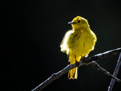 Yellow Warbler