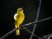 Yellow Warbler