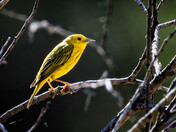 Yellow Warbler