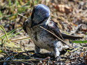  Female Purple Martin