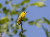 Yellow warbler