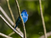 Indigo bunting