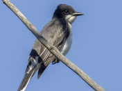 Eastern kingbird