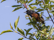 Orchard oriole