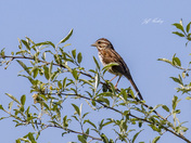 Song sparrow
