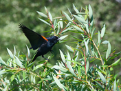 Red Winged Blackbird