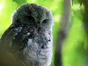 Screech Owl