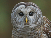 Barred Owl Portrait