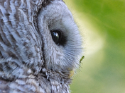 Barred Owl Side Portrait
