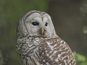 Barred Owl Portrait