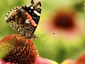 Red Admiral