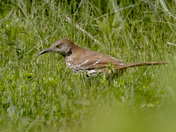 Brown thrasher
