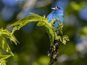 Indigo bunting