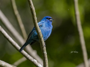Indigo bunting