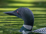 Common Loon