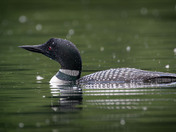 Common Loon