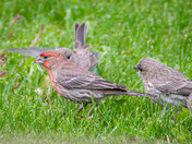 Teaching the fledgling House Finches!