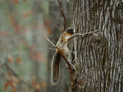 Pee Dee National wildlife refuge