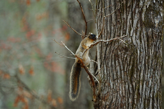 Pee Dee National wildlife refuge