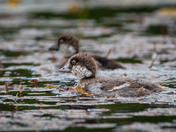 Independent Barrows Goldeneye Chicks