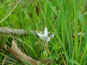 Pee Dee national wildlife refuge