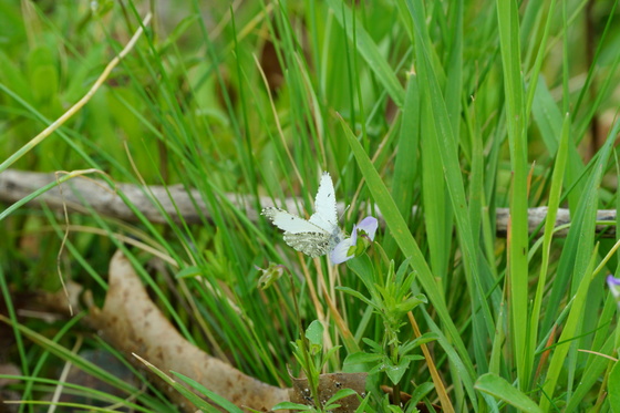 Pee Dee national wildlife refuge