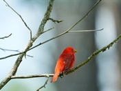 Pee Dee national wildlife refuge
