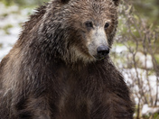 In-between seasons Grizzly Bear