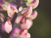Pink Lupin